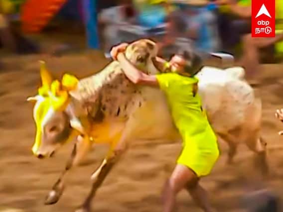Alanganallur Jallikattu: தெறிக்கவிட்ட காளைகள்.. பாய்ந்து அடக்கிய காளையர்கள்