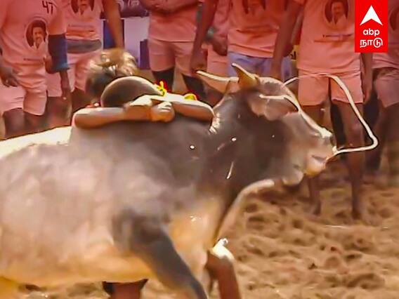 Alanganallur Jallikattu : விடாமல் போராடிய இளைஞர்.. தூக்கியெறிந்த காளை