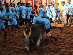 Alanganallur Jallikkattu: அலங்காநல்லூரில் அடங்காத காளைகள்.. அடக்கிய காளையர்கள்!