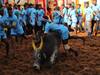 Alanganallur Jallikkattu: அலங்காநல்லூரில் அடங்காத காளைகள்.. அடக்கிய காளையர்கள்!