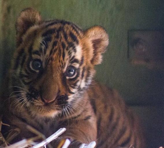 मुंबईच्या राणीबागेतून गुड न्यूज