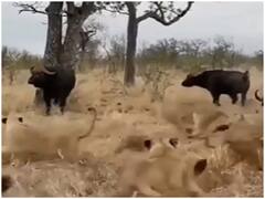 Watch: अकेले भैंसे से पंगा लेना शेरों के झुंड को पड़ा भारी, कर दी ऐसी हालत, खुद ही देखें ये वीडियो