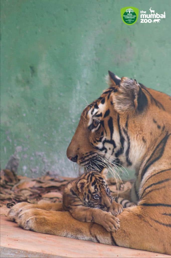 राणीबागेत तब्ब्ल 14 वर्षानंतर वाघाचा जन्म झाला आहे.