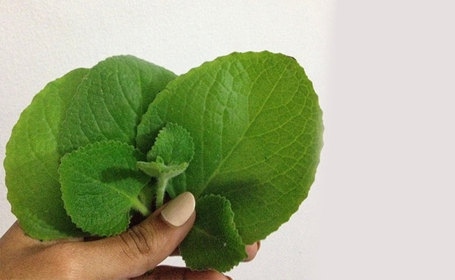 Ajwain Leaves | இந்த காய்ச்சல் காலத்துல, இது ரொம்ப முக்கியம்.. கற்பூரவல்லி இலையை இப்படி யூஸ் பண்ணுங்க..