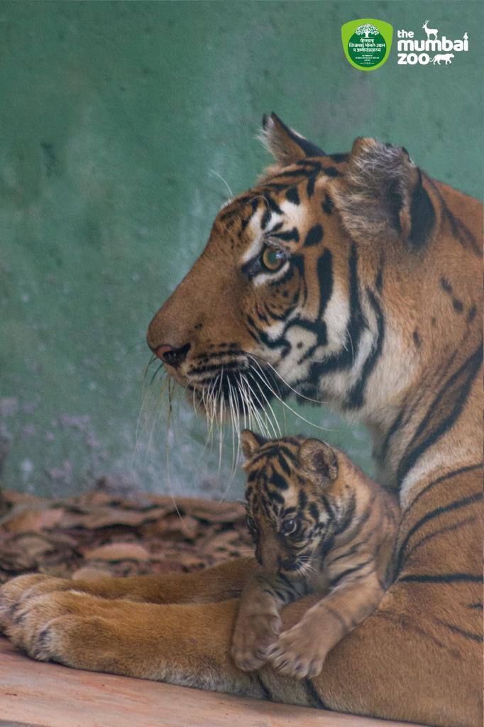 शक्ती आणि करिष्मा या वाघांच्या जोडीने एका मादी बछड्याला जन्म दिलाय.