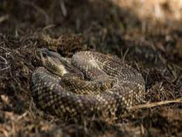 Snake Bite: இது மெடிக்கல் மிராக்கிள்.. பாம்பு கடித்தும் இப்படி நடக்குமா? ஆச்சரியத்தில் மருத்துவர்கள்!!