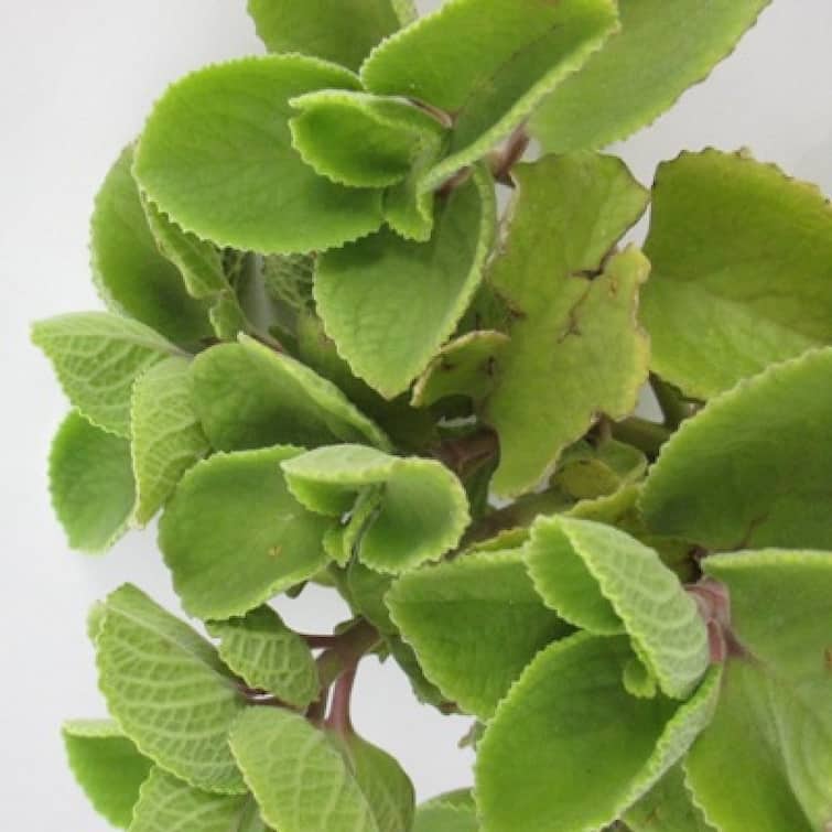 Ajwain Leaves: Try This Powerful Home Remedy For Gas And Bloating Ajwain Leaves | இந்த காய்ச்சல் காலத்துல, இது ரொம்ப முக்கியம்.. கற்பூரவல்லி இலையை இப்படி யூஸ் பண்ணுங்க..