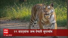 Pench Collarwali Tigress Death : 29  बछड्यांना जन्म देणाऱ्या सुपरमॉमचं निधन : ABP Majha