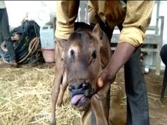 Chhattisgarh में चमत्कार! तीन आंखों के साथ जन्मी बछिया, लोग कर रहे पूजा