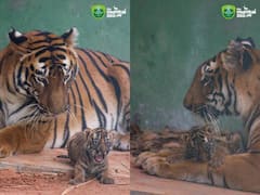 मुंबईच्या राणीबागेतून गुड न्यूज; शक्ती आणि करिष्मा या वाघांच्या जोडीने दिला एका मादी बछड्याला जन्म!