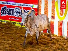 Alanganallur Jallikattu : என்ன யா நீயே பயப்புடுற? உரிமையாளரையே மிரள வைத்த காளை!
