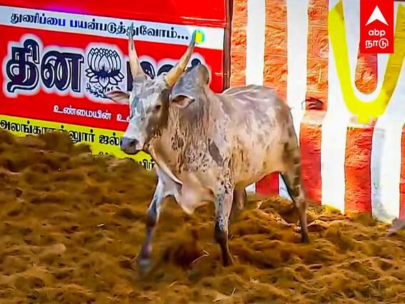 Alanganallur Jallikattu : என்ன யா நீயே பயப்புடுற? உரிமையாளரையே மிரள வைத்த காளை!