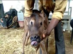 गाय ने तीन आंखों वाली बछिया को दिया जन्म, लोगों को पता चला तो दूर दूर से आकर करने लगे यह काम