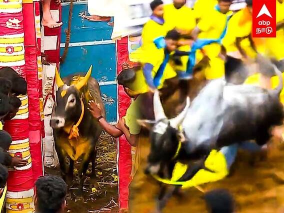 Alanganallur Jallikattu : உஷாரய்யா உஷாரு.. பொடி போடாதீங்க.. டெல்லி கமிட்டி வந்துருக்கு!