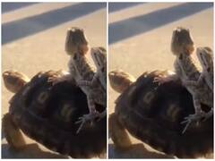 Watch: गिरगिटों को पीठ पर बैठाकर सवारी कराने निकला कछुआ, दोस्ती के हो रहे हैं खूब चर्चे