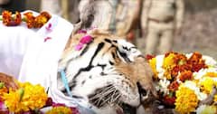 Queen Of Pench Collarwali | మధ్యప్రదేశ్‌లోని Tiger రిజర్వ్‌లో మరణించిన ఆడ పులికి ఘనం గా అంత్యక్రియలు