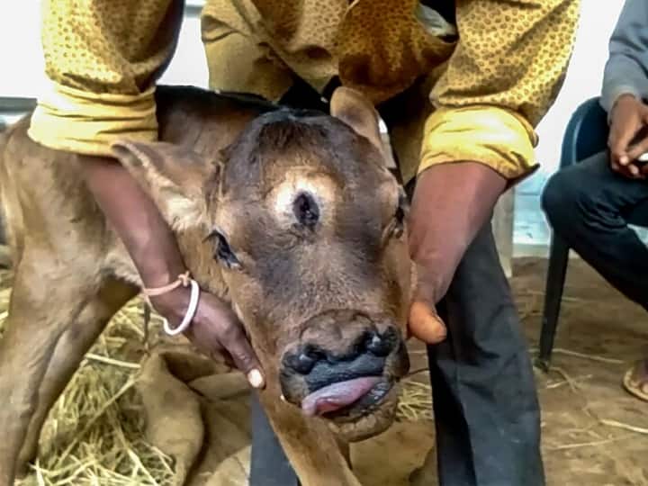 Chhattisgarh News: राजनांदगांव में गाय ने दिया 3 आंखों वाली बछिया को जन्म, भगवान का अवतार मान लोग करने लगे पूजा