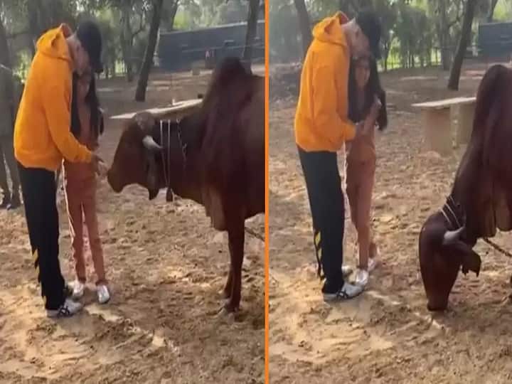 Ranthambore Tiger Park में फैमिली के साथ छुट्टियां मनाने पहुंचे Akshay Kumar, गाय को ख‍िलाया चारा, देखें- VIDEO 