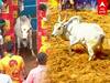 Alanganallur Jallikattu : ஓடிடு.. நான் வரமாட்டேன் - வந்தா விடமாட்டேன்..சிதற விட்ட காளை!