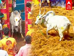 Alanganallur Jallikattu : ஓடிடு.. நான் வரமாட்டேன் - வந்தா விடமாட்டேன்..சிதற விட்ட காளை!