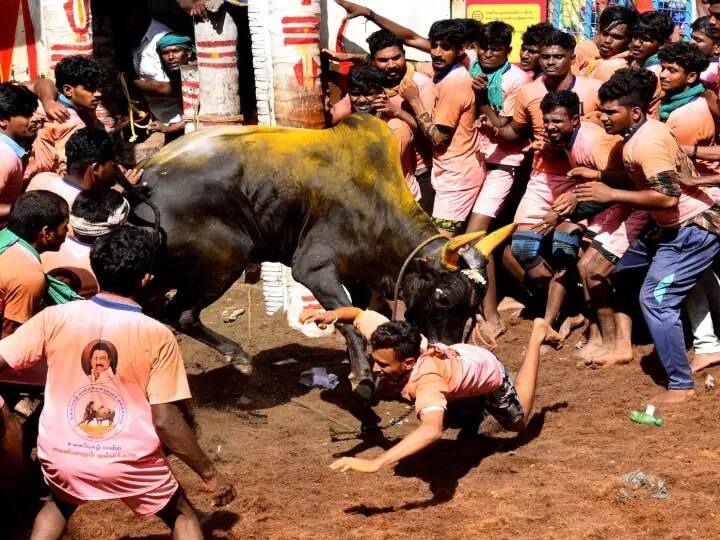 jallikattu event tamilnadu police personnel bull tamers injury medical treatment Jallikattu TamilNadu: जल्लीकट्टू खेळादरम्यान बैलाच्या हल्ल्यात पोलिसासह अनेकजण जखमी