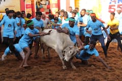 Alanganallur Jallikkattu: அலங்காநல்லூரில் அடங்காத காளைகள்.. அடக்கிய காளையர்கள்!