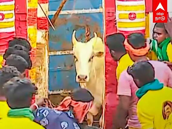 Alanganallur Jallikattu 2022: முதலமைச்சரின் தங்க நாணய பரிசு.. வாடிவாசலை விட்டு வெளியே வராத காளை