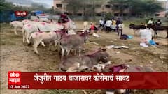 Jejuri : जेजुरीत यावर्षी देखील पौष पौर्णिमेला खंडेरायाची यात्रा, गाढवांचा बाजार भरला ABP Majha