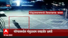 Goregaon Leopard :गोकुळधाम वसाहतीत बिबट्याची भ्रमंती, रेडिओ कॉलर बिबट्याचं दर्शन
