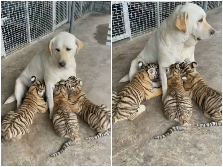 Doggy is taking care of tiger cub like a mother Watch: बाघिन के बच्चों को डॉगी ने लिया गोद, ममता की छांव में हो रही परवरिश