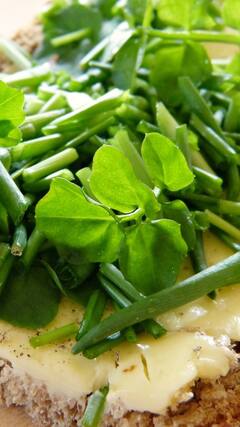 वॉटरक्रेस है एक औषधीय हर्ब, जानें आपके शरीर के लिए कितना है फायदेमंद