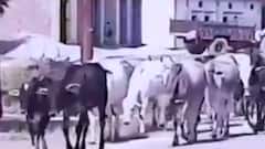 TERROR of stray cattle in Uttar Pradesh | Ghanti Bajao