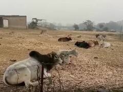 Sitapur News: यूपी के सीतापुर में खड़ी फसलों को बर्बाद कर रहे गौवंश, किसानों की बढ़ी मुश्किलें