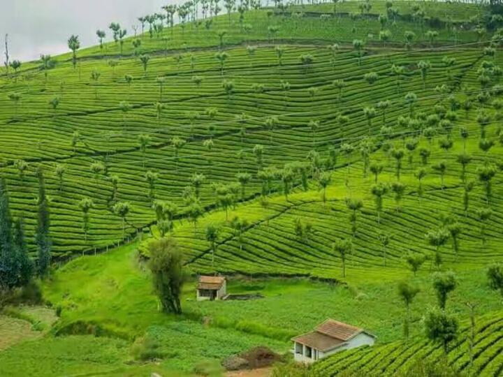 Tea Types | டயர்டா இருக்கா? இத்தனை வகை இந்திய தேநீர்.. இதை கொஞ்சம் செலக்ட் பண்ணுங்க..