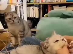 Watch: दूसरी बिल्ली को दुलार करता देख मालिक के सामने आग बबूला हो गई ये बिल्ली, शक्ल देखकर हो जाओगे लोटपोट