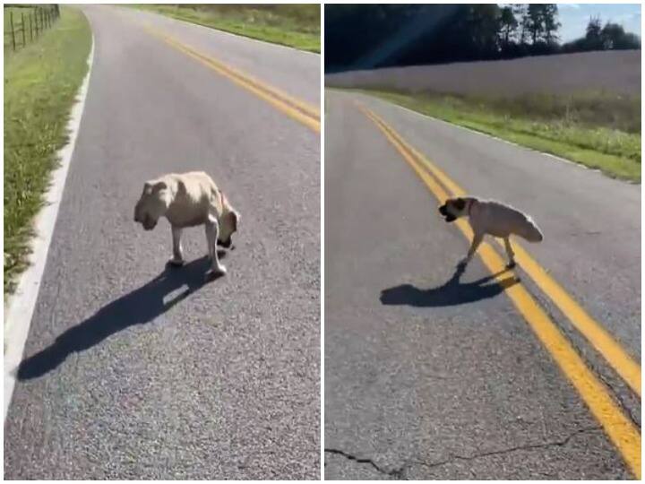 The dog was seen walking on two legs users were stunned viral video Watch: सिर्फ दो पैर होने के बावजूद बैलेंस बनाकर वॉक करता दिखा डॉगी, वायरल हो रहा वीडियो