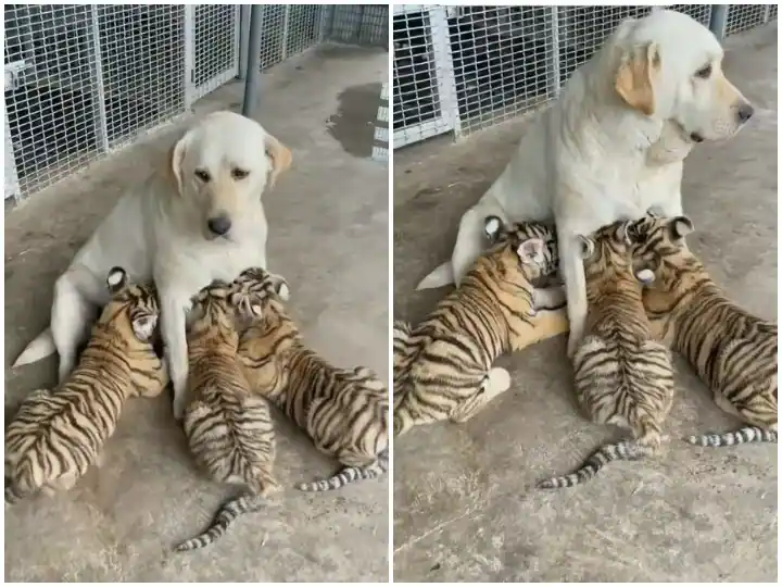 ਬਾਘ ਦੇ ਬੱਚਿਆਂ ਨੂੰ ਕੁੱਤੀ ਨੇ ਲਿਆ ਗੋਦ, ਆਪਣੇ ਬੱਚਿਆਂ ਵਾਂਗ ਕਰ ਰਹੀ ਪਾਲਣ ਪੋਸ਼ਣ