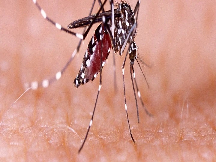 National Dengue Day 2022 Dengue Fever Symptoms Causes Signs Treatment Prevention National Dengue Day 2022 : का साजरा केला जातो राष्ट्रीय डेंग्यू दिवस?  जाणून घ्या इतिहास