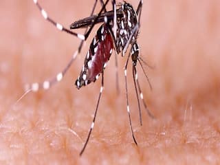 National Dengue Day 2022 : का साजरा केला जातो राष्ट्रीय डेंग्यू दिवस?  जाणून घ्या इतिहास