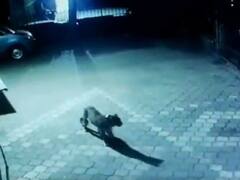 Watch: मुंबई की कॉलोनी में घूमता नजर आया तेंदुआ, CCTV फुटेज देख दहशत में निवासी