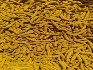 हिंगोलीत हळदीला सोन्याचा भाव! हळदीला 11 हजार रुपायांचा उच्चांकी भाव Maharahtra Turmeric has a high price of Rs 11,000 हिंगोलीत हळदीला सोन्याचा भाव! हळदीला 11 हजार रुपायांचा उच्चांकी भाव