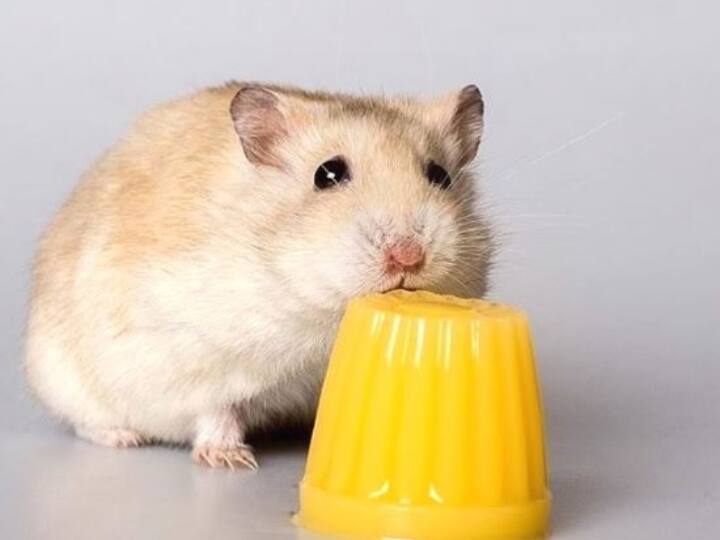 Hong Kong Order to kill 2000 hamsters after 11 Pets tested corona positive Covid: 11 पालतू जीव कोरोना संक्रमित, 2000  हैम्स्टर को मारने का फरमान हुआ जारी