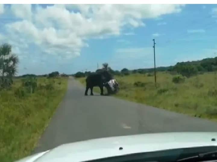Angry elephant flips over car with 4 people in nail-biting viral video from South Africa. Watch தென் ஆப்பிரிக்கா: 4 பேருடன் காரை பந்தாடிய யானை: வைரல் வீடியோ