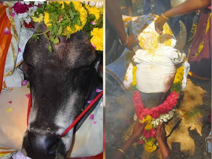 The public paid their last respects to the dead bulls in Theni and Dindigul districts தேனி, திண்டுக்கல் மாவட்டத்தில் உயிரிழந்த 2 காளைகள் -ஊர்கூடி அஞ்சலி செலுத்திய கிராம மக்கள்