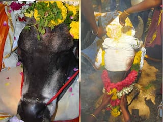 தேனி, திண்டுக்கல் மாவட்டத்தில் உயிரிழந்த 2 காளைகள் -ஊர்கூடி அஞ்சலி செலுத்திய கிராம மக்கள்