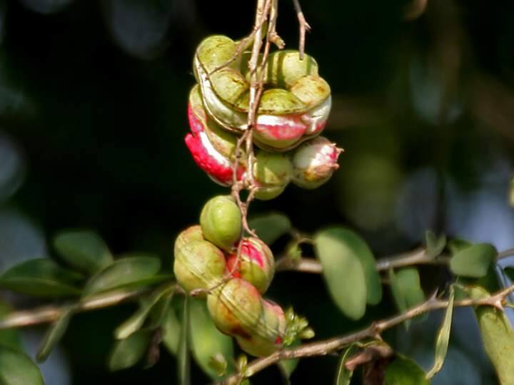 There are many health benefits of eating Madras Thorn Madras Thorn: ఈ కాయల పేరేమిటో తెలుసా?  ఎక్కడైనా కనిపిస్తే వదలకండి, ముఖ్యంగా మధుమేహ రోగులు...