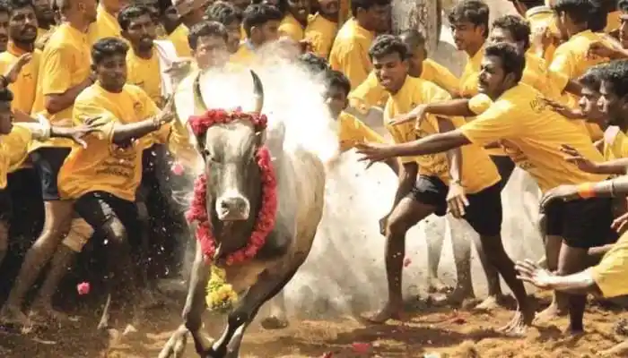 Tamil Nadu Bulls start training Jallikattu competition in Madurai ahead of Pongal Jallikattu Competition: पोंगल से पहले मदुरै में जल्लीकट्टू प्रतियोगिता के लिए सांडों की ट्रेनिंग शुरू