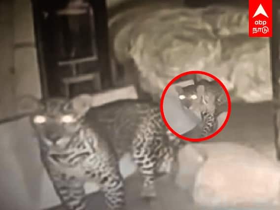 Coimbatore : அசால்டாக நடந்து போகும் சிறுத்தை.. 3வது நாளாக தொடரும் வேட்டை!