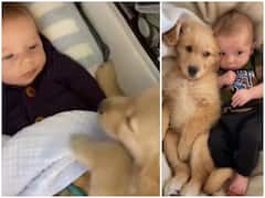 Watch: पल भर भी बच्चे को अकेला नहीं छोड़ता ये कुत्ता, रखता है मम्मी-पापा से भी ज्यादा ख्याल