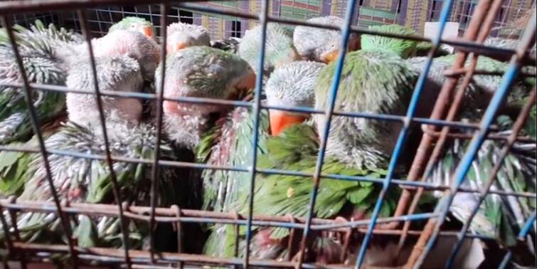 North 24 Parganas: Parrots recovered from India-Bangladesh border by BSF, smugglers absconding North 24 Parganas: বাংলাদেশে পাচারের আগেই স্বরূপনগর থেকে উদ্ধার বিরল প্রজাতির টিয়াপাখির বাচ্চা